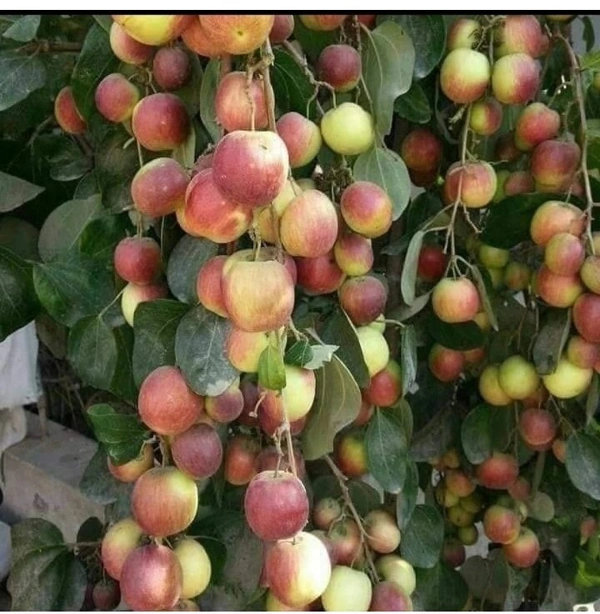 Bal Sundari Apple Ber Plant - Red