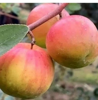 Bal Sundari Apple Ber Plant - Red