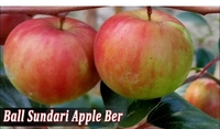 Bal Sundari Apple Ber Plant - Red