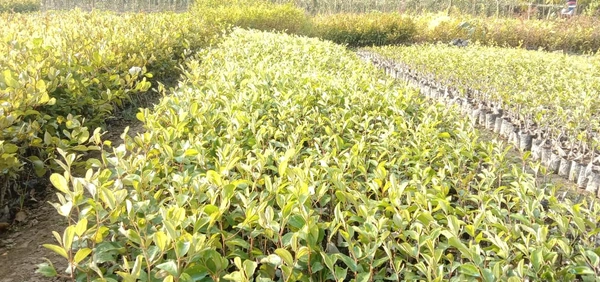 Bal Sundari Apple Ber Plant - Red