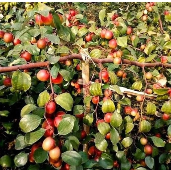  Miss India Apple Ber Plant 