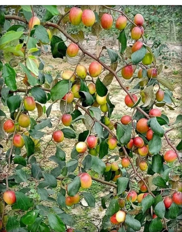  Miss India Apple Ber Plant 