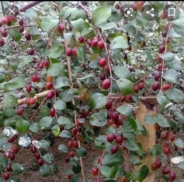  Kashmiri Reb Apple Ber