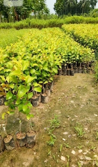  Kashmiri Reb Apple Ber