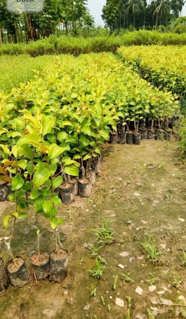  Kashmiri Reb Apple Ber