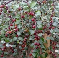  Kashmiri Reb Apple Ber
