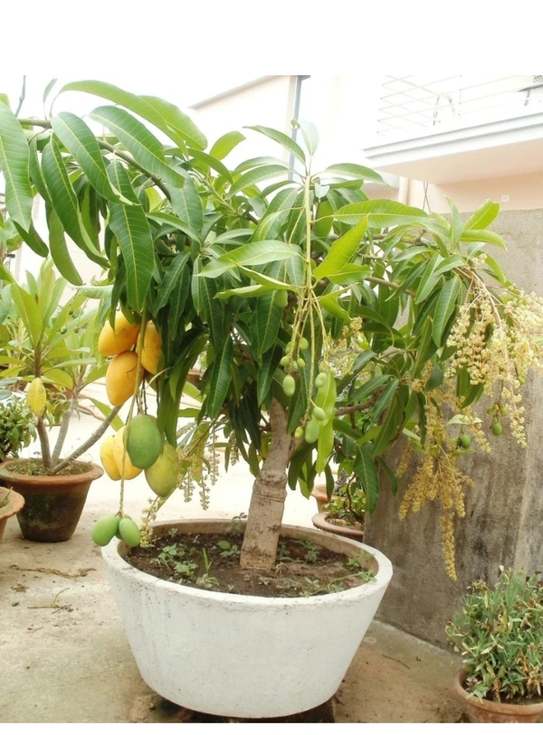 Kattimon Mango Plant