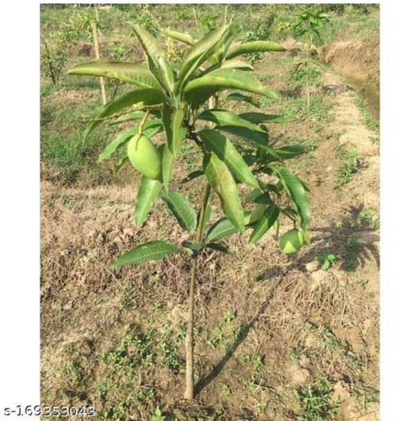 Kattimon Mango Plant