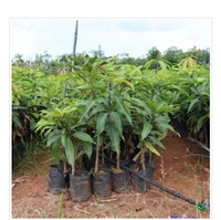Kattimon Mango Plant