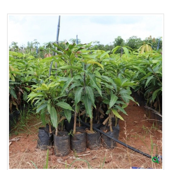 Kattimon Mango Plant