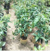 Kattimon Mango Plant
