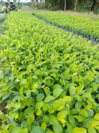  Miss India Apple Ber Plant 