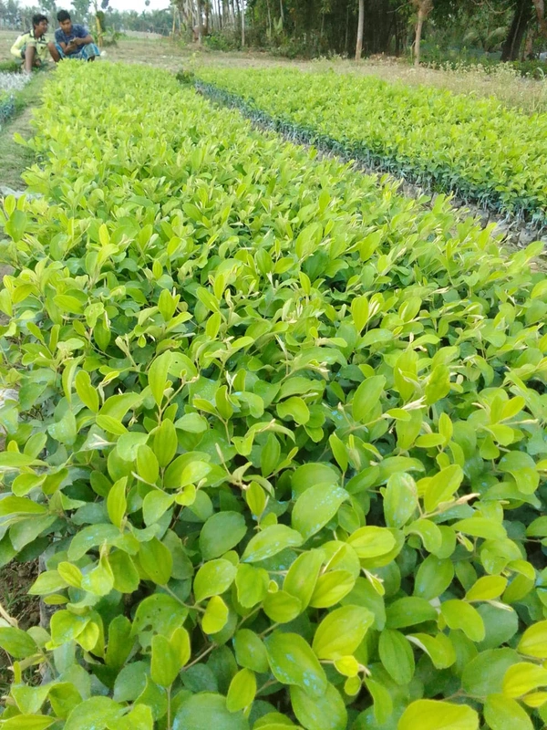  Miss India Apple Ber Plant 