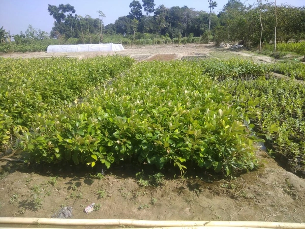  Miss India Apple Ber Plant 