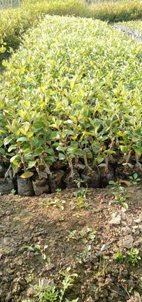  Miss India Apple Ber Plant 