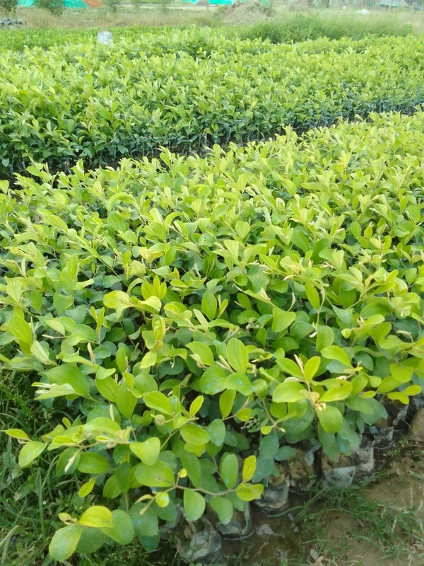  Miss India Apple Ber Plant 