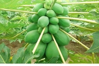 Papita Full Plant পেঁপে ফল চারা - Red