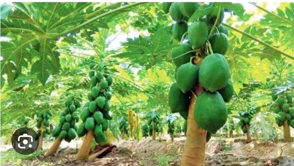 Papita Full Plant পেঁপে ফল চারা - Red
