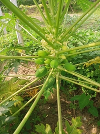 Papita Full Plant পেঁপে ফল চারা - Red