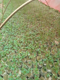 Papita Full Plant পেঁপে ফল চারা - Red