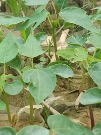 Papita Full Plant পেঁপে ফল চারা - Red