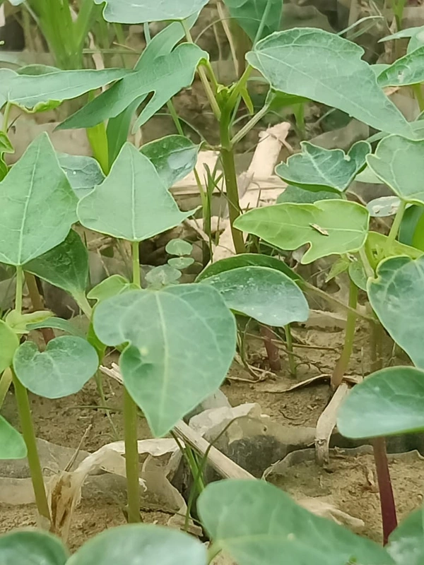 Papita Full Plant পেঁপে ফল চারা - Red
