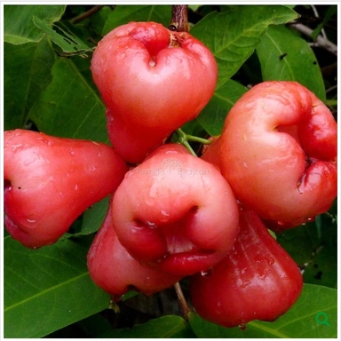 জামরুল
