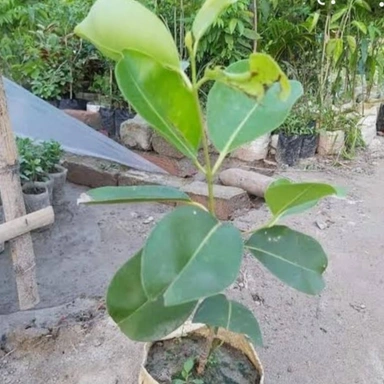 Jamun Fruit Plant