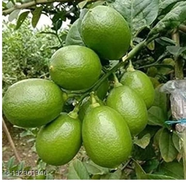 limbu fruit plant