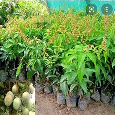 Mango Plant