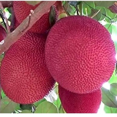 Jackfruit