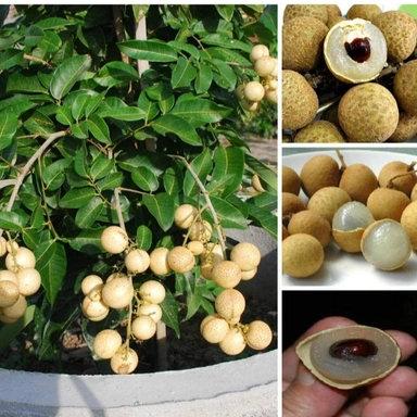 Longon Fruit Plant
