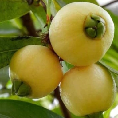 Gulab Jamun Fruit Plant