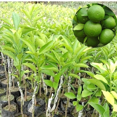 Malta Fruit Plant