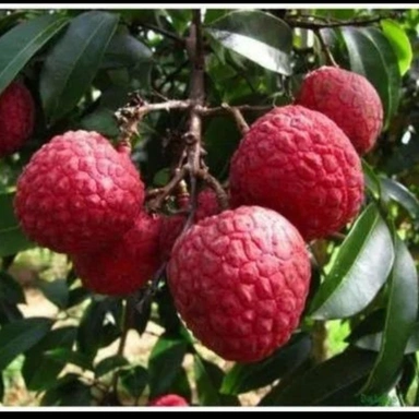 Lichi Plant
