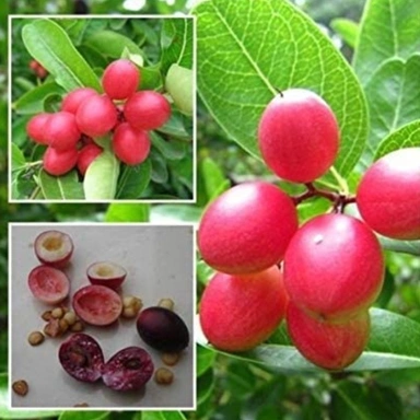 karamcha  Fruit Plant
