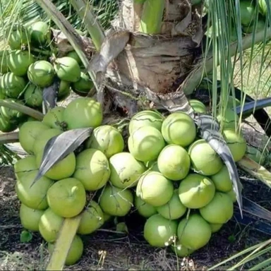 Coconut Plant
