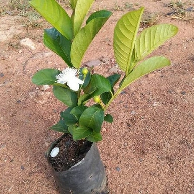 Pyara Fruit Plant