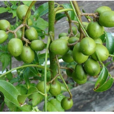 Amra Fruit Plant