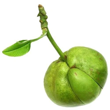 chalta fruit Plant