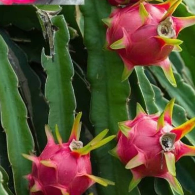 Dragon Fruit  Plant