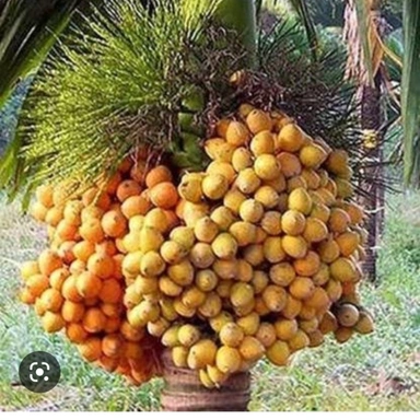 Assam Supari Plant