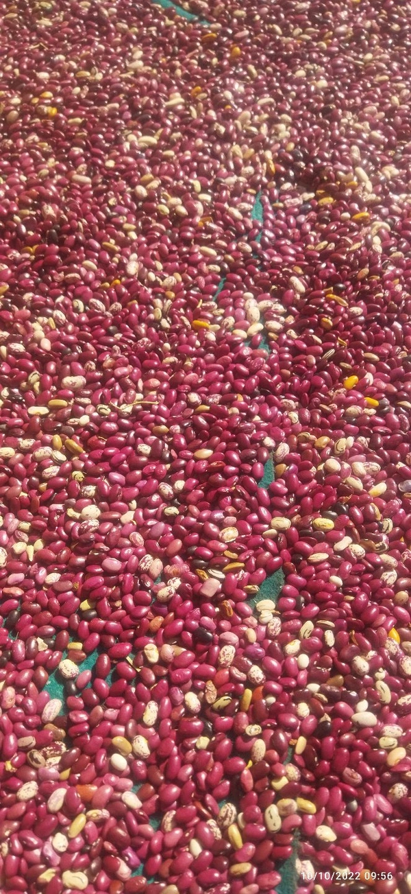 Kashmir Rajma - Red