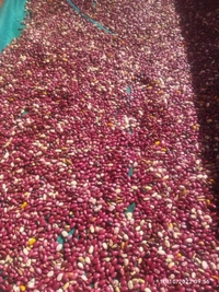 Kashmir Rajma - Red