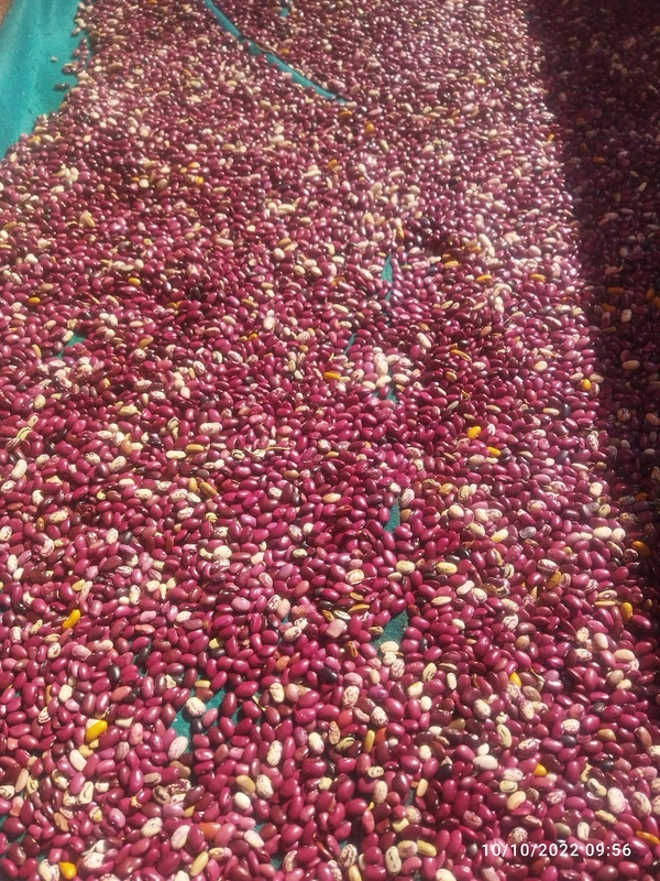 Kashmir Rajma - Red