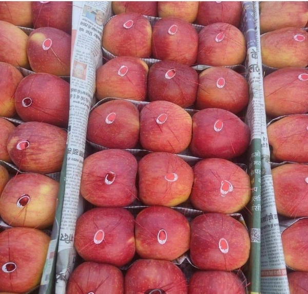 Kashmir Apple - Red