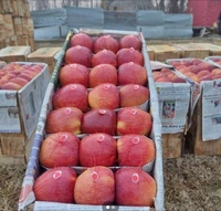 Kashmir Apple - Red
