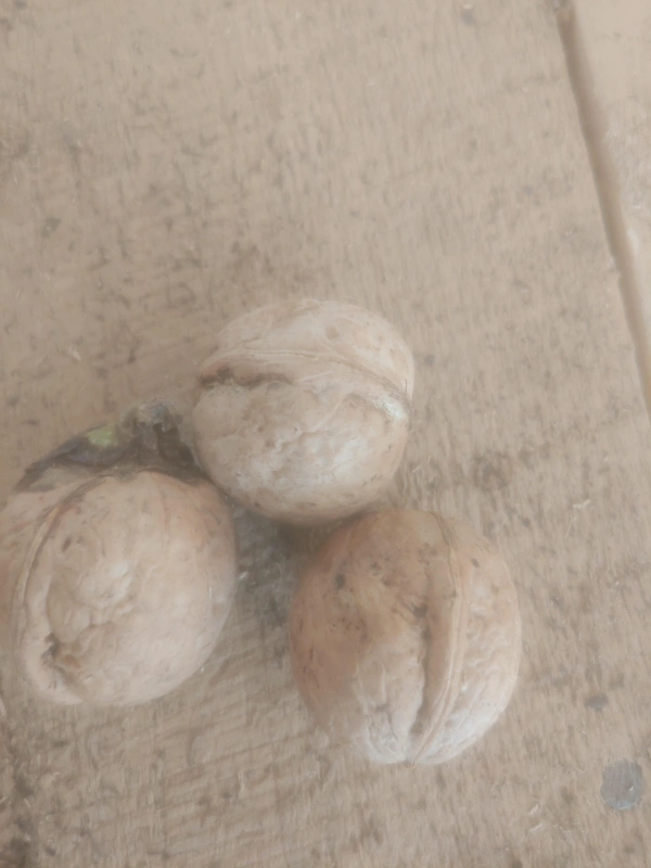 Flikart e Store Kashmiri Walnuts - 1