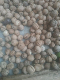 Flikart e Store Kashmiri Walnut Snow White Kernels (400 Grams - 1, White
