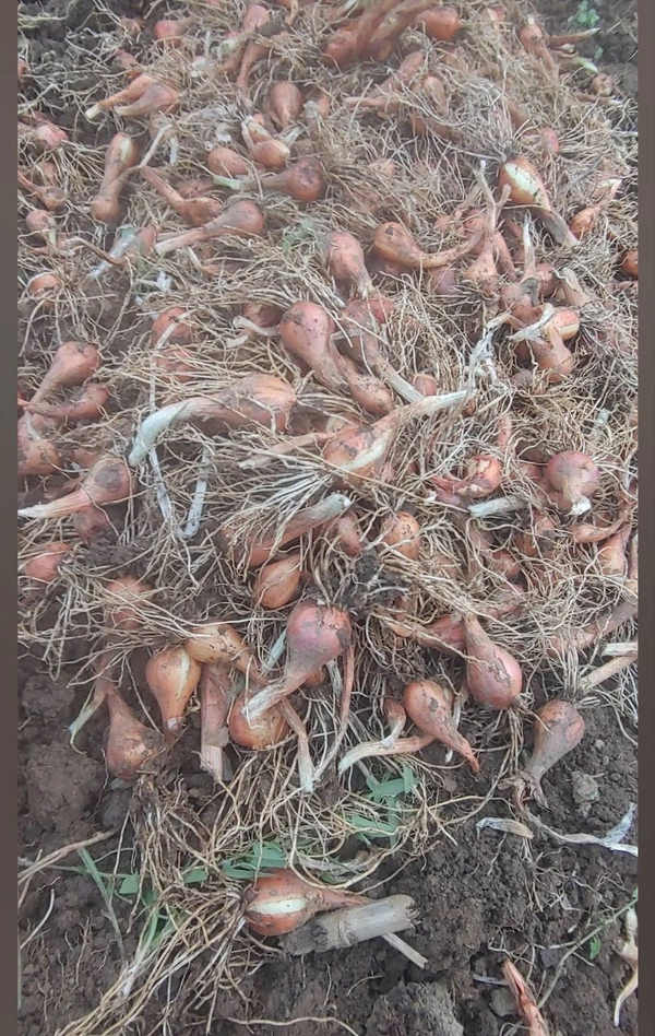 Kashmiri Praan